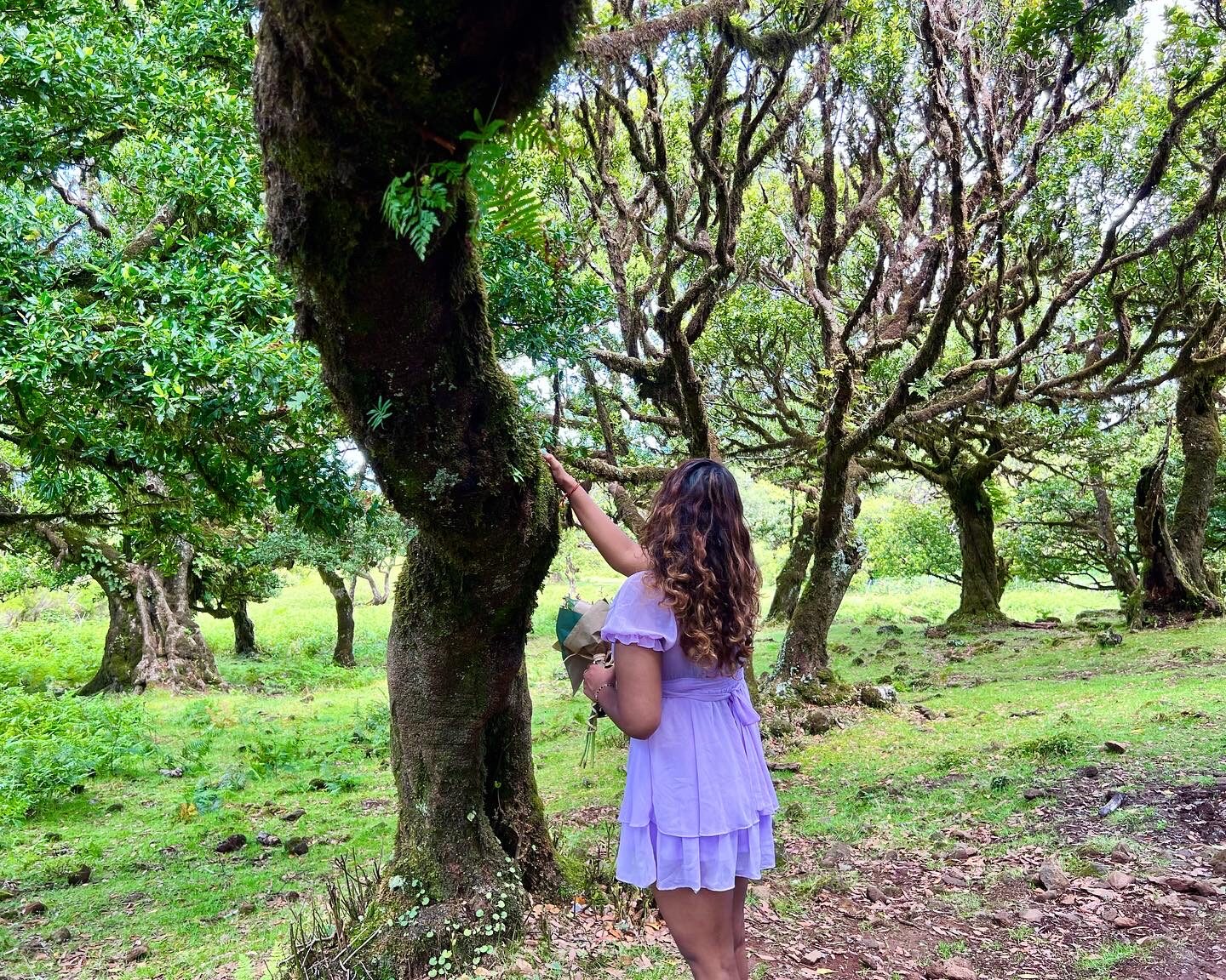 Tia in a lavender dress in a mossy forest in Madeira